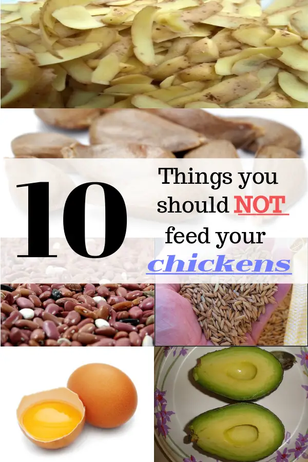 10 Things You Should Not Feed Your Chickens