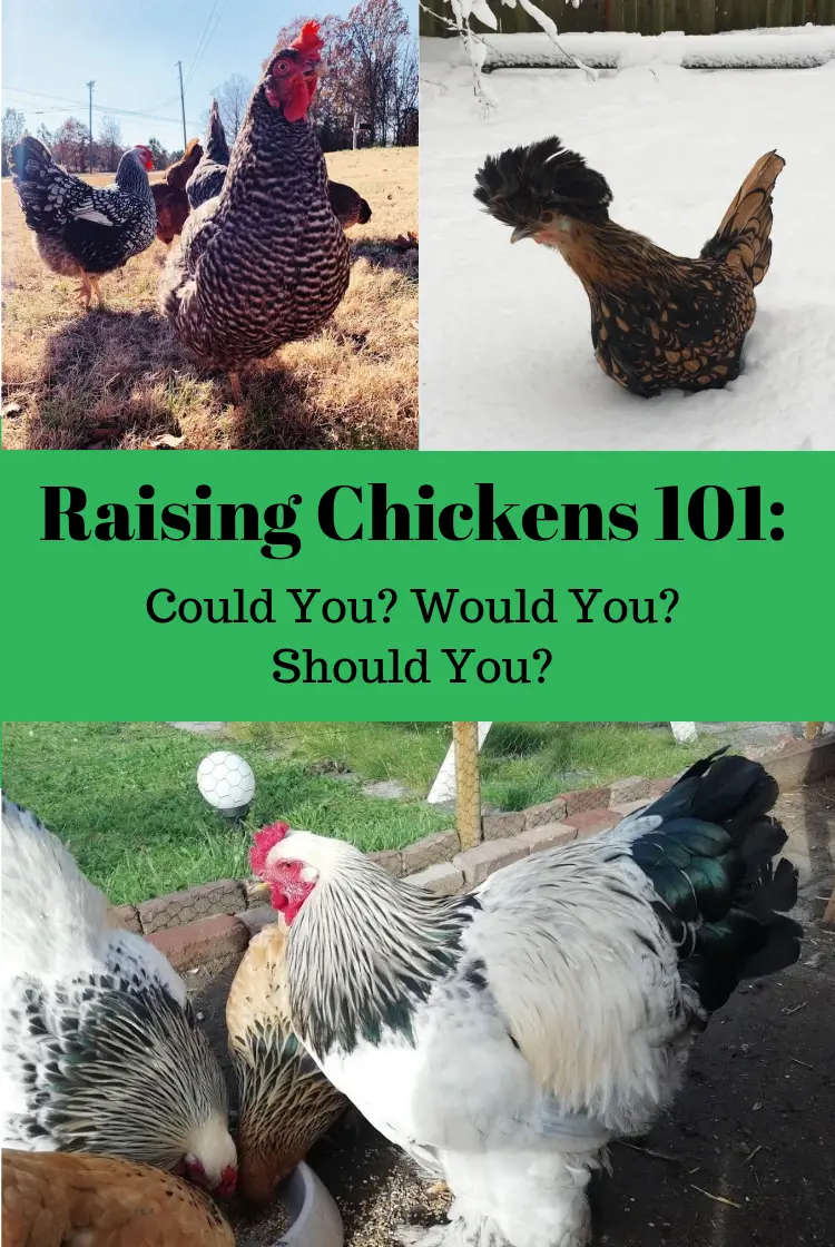 Raising Chickens 101 Could You Would You Should You