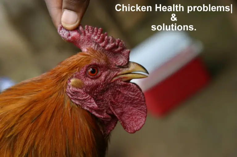 Chicken Health problems 1 — Types of Chicken