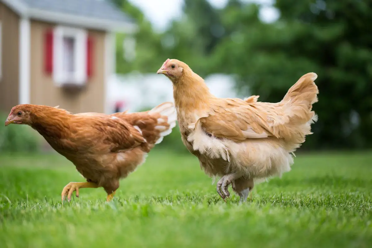 5 Tips For Raising Backyard Chickens 