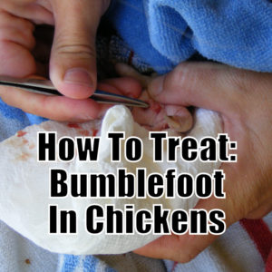 How To Treat Bumblefoot In Chickens