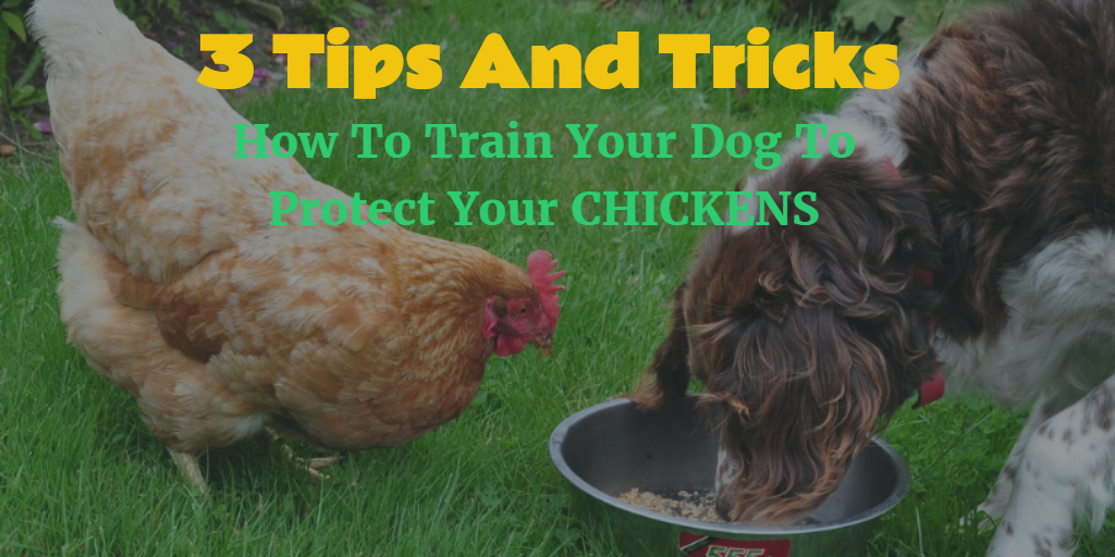 how do you keep your dog from eating your chickens