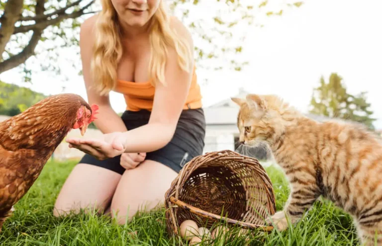 Can chickens eat dry cat food? (including people’s statements)