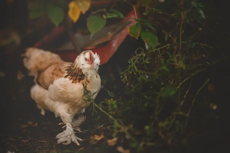 11 Best Winter Egg Laying Chickens