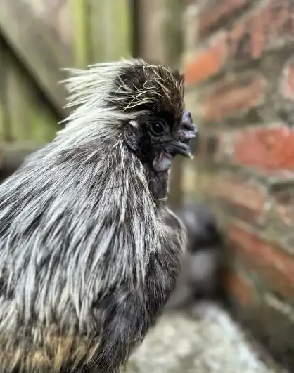 Rats in my Chicken Coop! How To Get Rid Of Them? *tricks & traps included*