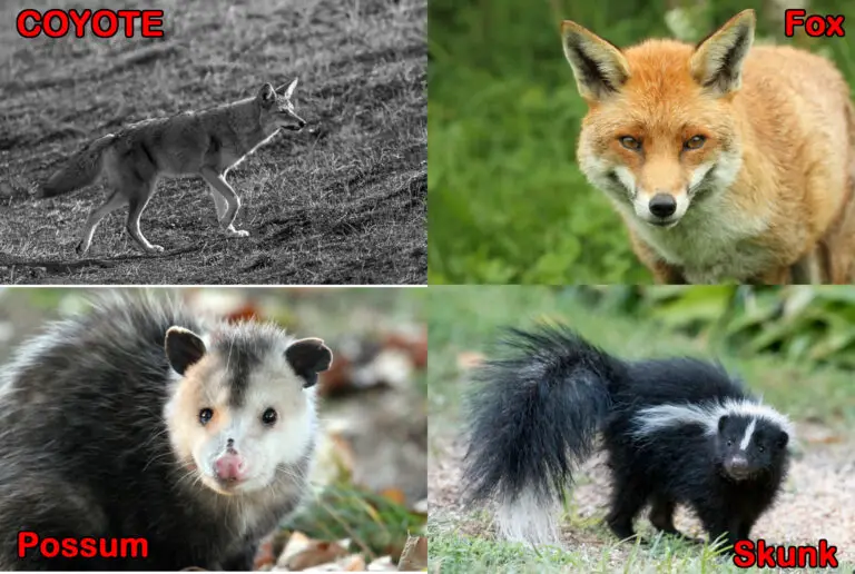 8 Most Dangerous Chicken Predators. Be Aware of Number 2!!