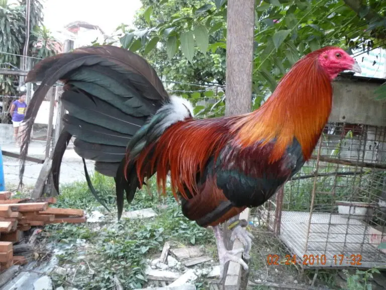 Pros & Cons About Keeping American Game Chickens!