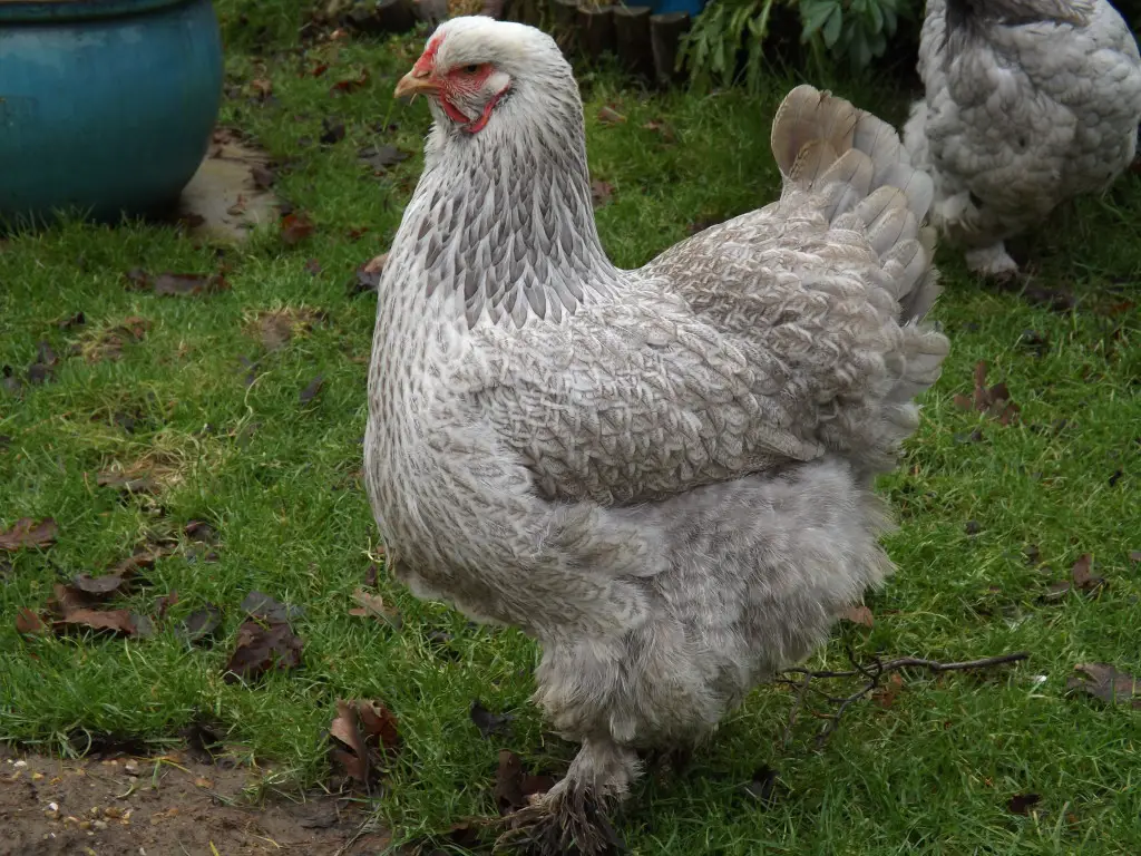 Brahma-chicken-1024x768-1 12 Best Dual-Purpose Chicken Breeds for Eggs and Meat in 2026