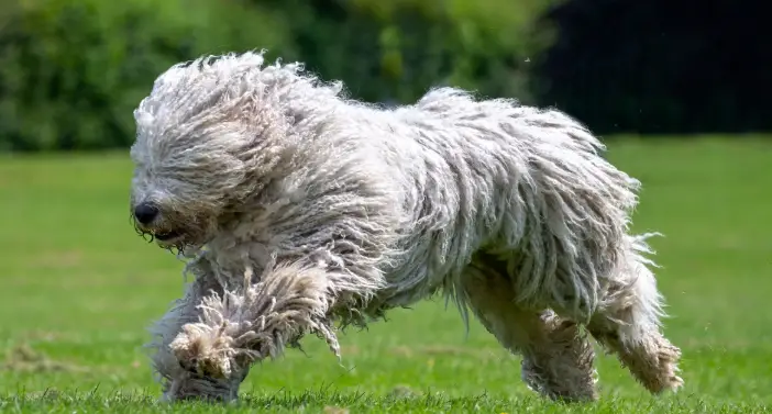 Komodor-Dog-Breed 5 Dog Breeds That Get Along With Chickens