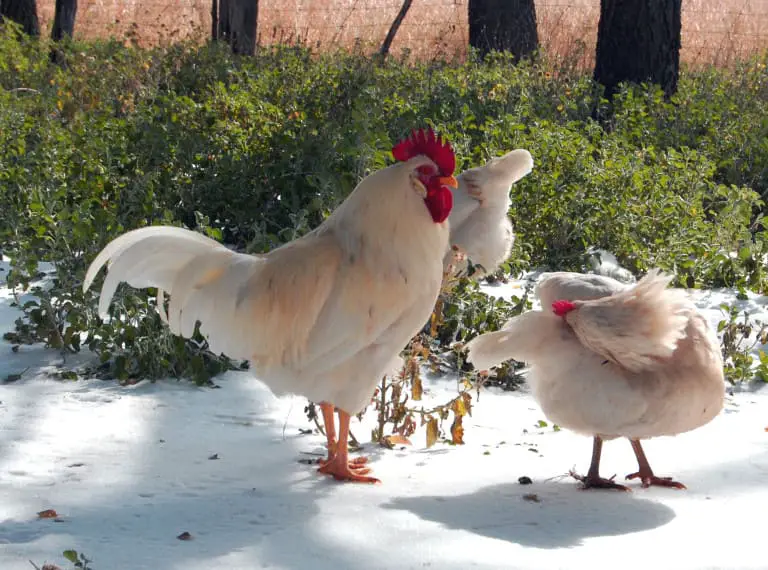 Pros-of-Keeping-Rhode-Island-Red-Chickens-768x570-1 12 Best Dual-Purpose Chicken Breeds for Eggs and Meat in 2026