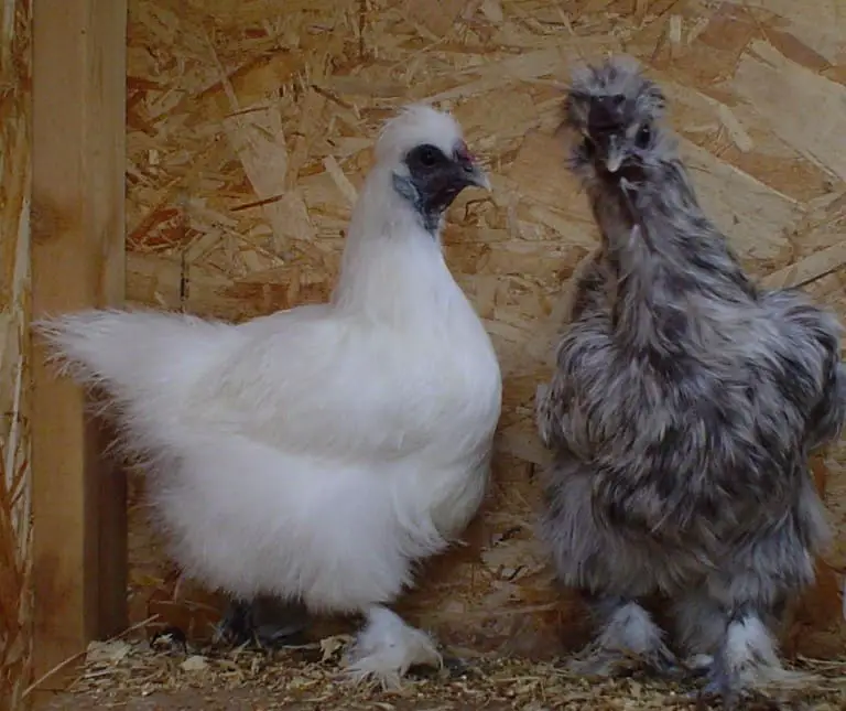 Silkie-chickens-2-768x645-1 Why Do Silkie Chickens Go Broody So Often? Causes + What to Do Now