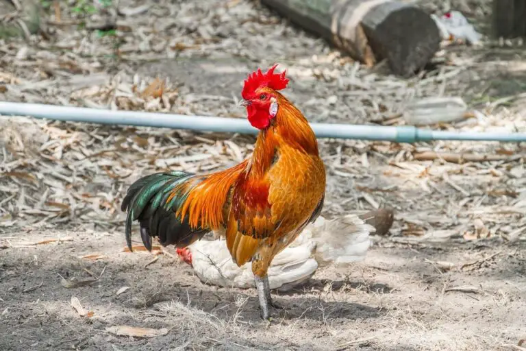 How To Handle An Aggressive Rooster?