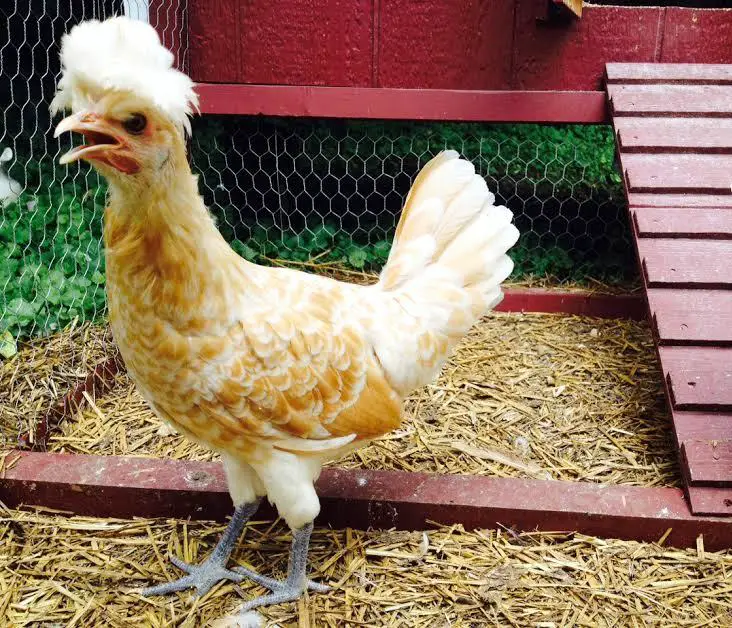 13 Weird but Wonderful Chicken Breeds You’ve Probably Never Seen