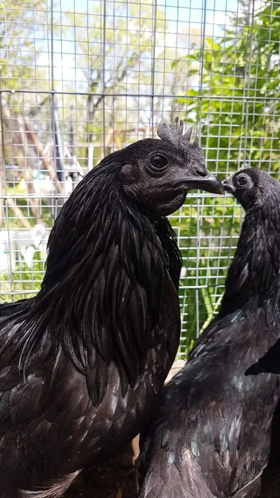 Ayam-Cemani-576x1024 13 Weird but Wonderful Chicken Breeds You’ve Probably Never Seen