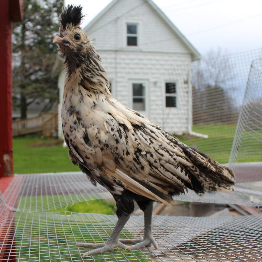 Brabanter-1024x1024 13 Weird but Wonderful Chicken Breeds You’ve Probably Never Seen