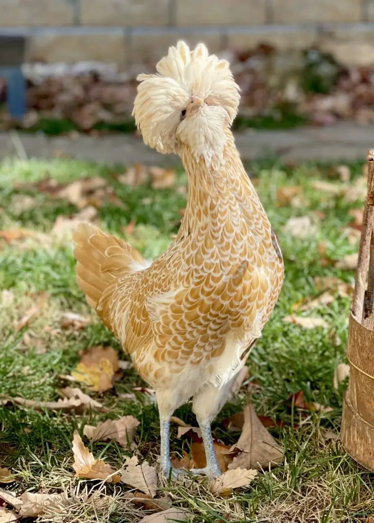 Buff-Laced-Polish-Hen-733x1024 13 Weird but Wonderful Chicken Breeds You’ve Probably Never Seen