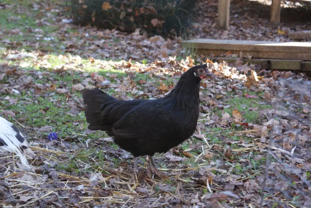 La-Fleche-1024x685 13 Weird but Wonderful Chicken Breeds You’ve Probably Never Seen