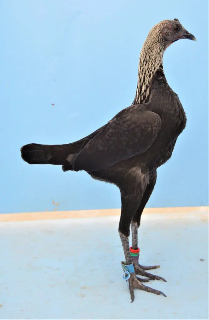 Modern-Game-668x1024 13 Weird but Wonderful Chicken Breeds You’ve Probably Never Seen