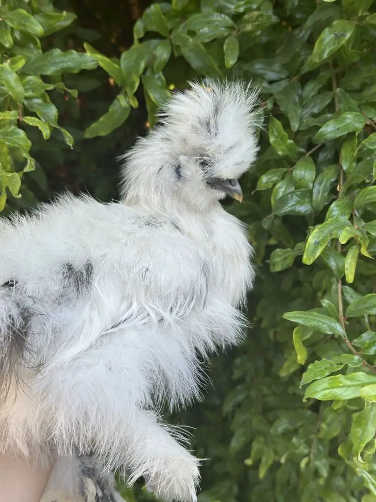 Silkie-Chicken-768x1024 13 Weird but Wonderful Chicken Breeds You’ve Probably Never Seen