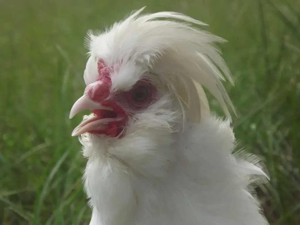 Sultan-Rooster-1024x768 13 Weird but Wonderful Chicken Breeds You’ve Probably Never Seen
