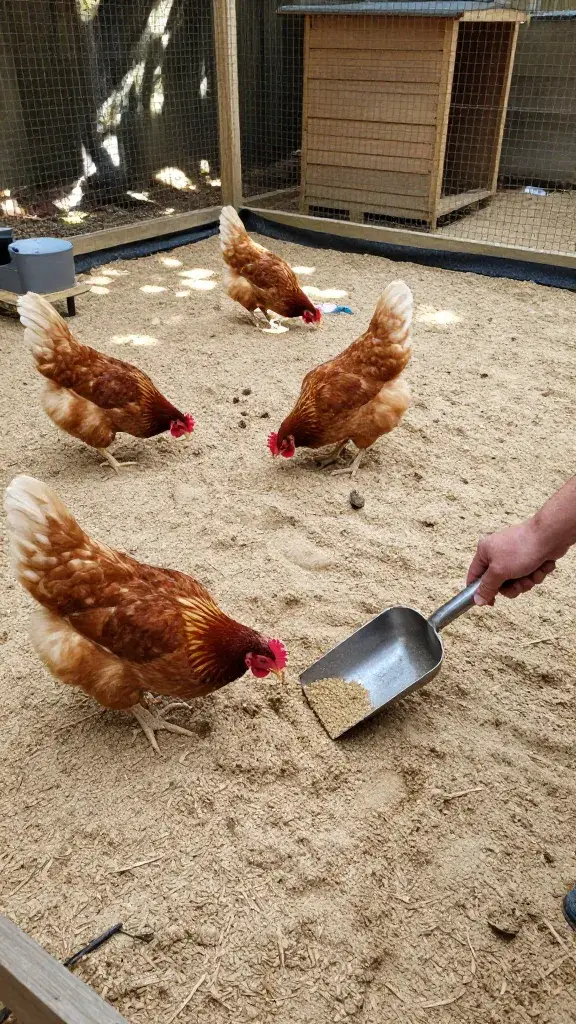 temp_1770134490678 7 Chicken Run Flooring & Ground Cover Ideas