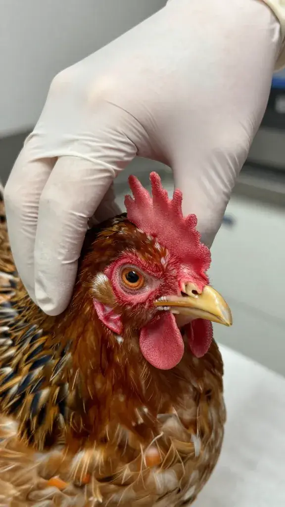 temp_1770237061111 Sour Crop Vs Impacted Crop (Symptoms, Causes, What to Do First) Explained Fast