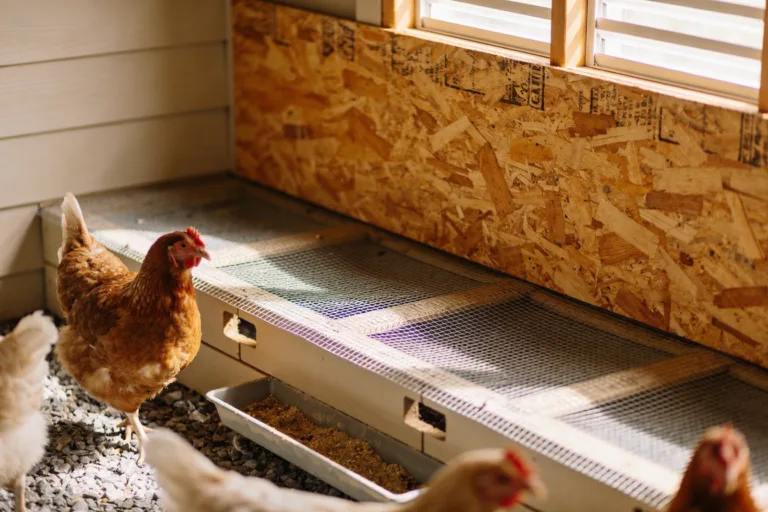 Six Diy Coop Flooring Options: Cozy, Diy, Budget Wins