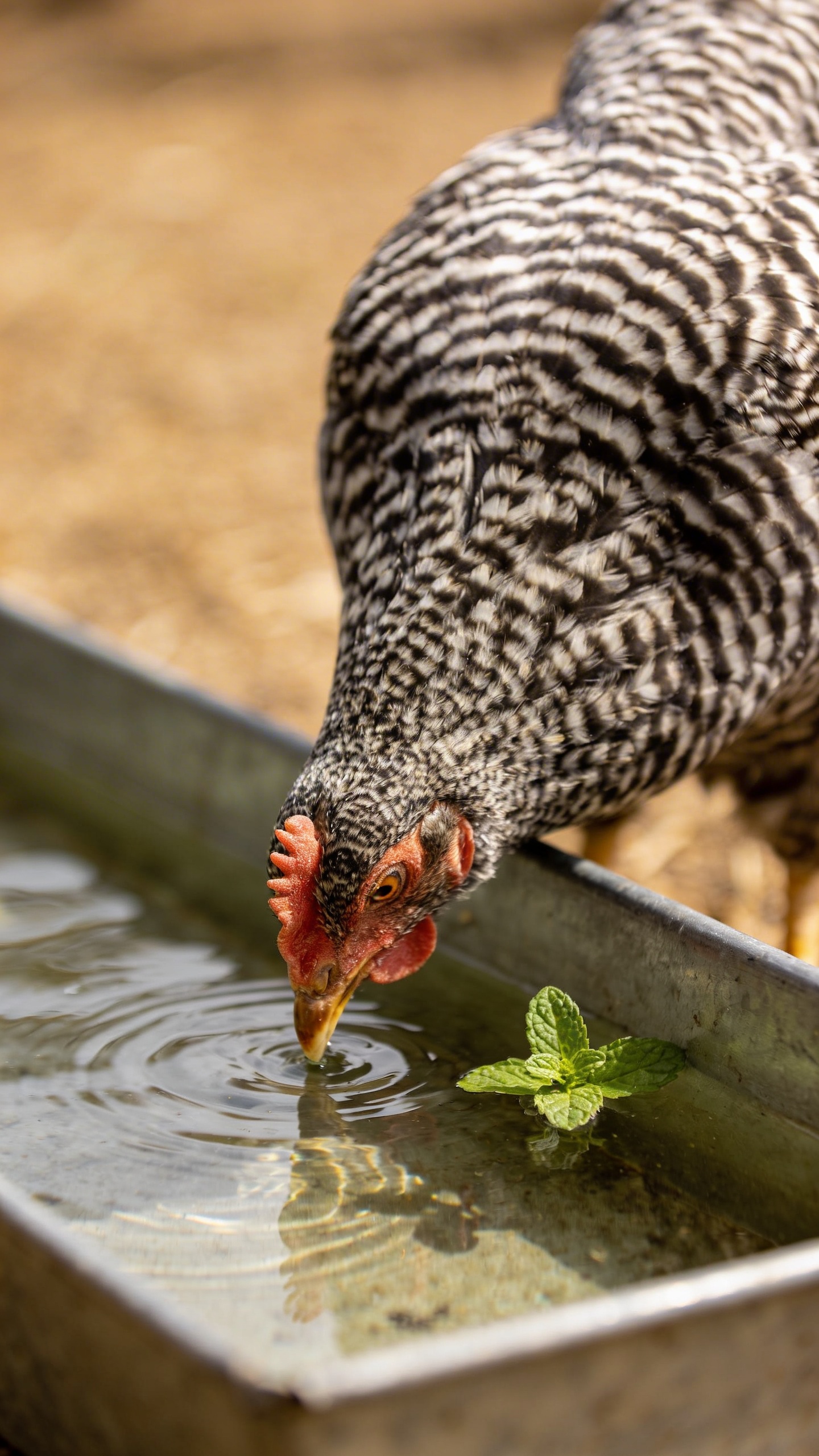 temp_1773229430238 Is Oregano Good for Chickens? Myth, Hype, or Help