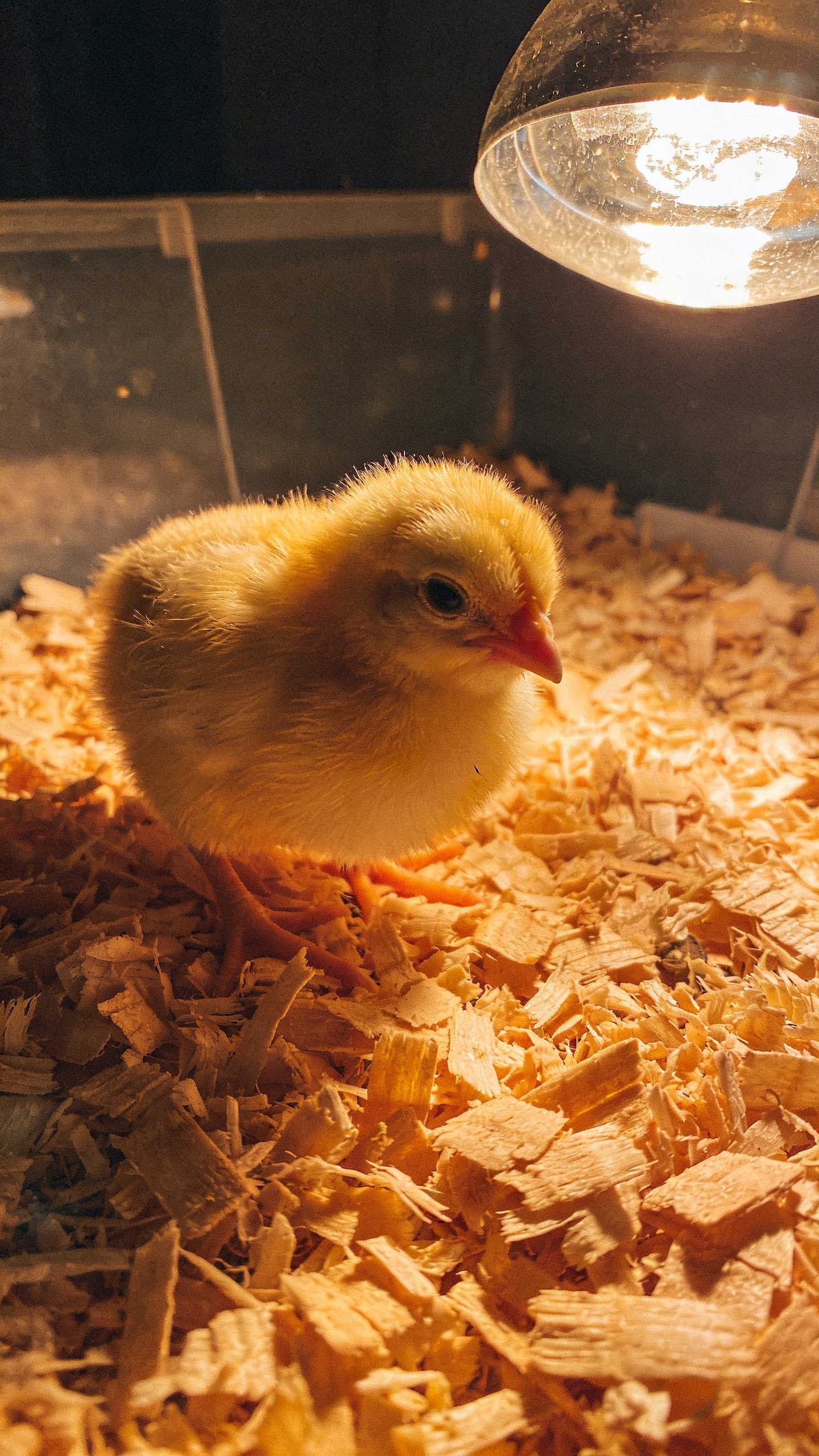 temp_1773234448746 How to Raise Healthy Chickens in Few Steps?