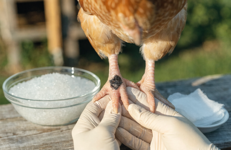 How to Treat Bumblefoot in Chickens? Fix It Fast at Home