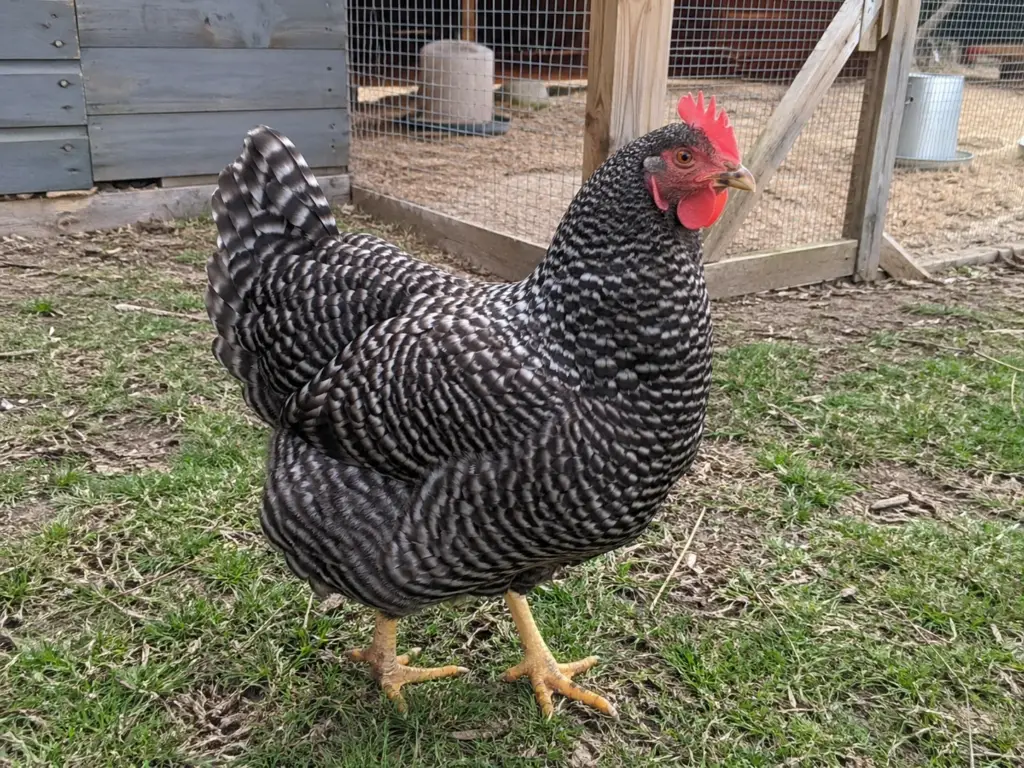 barred-plymouth-rock-chicken-breed-for-beginners-1024x768 Best Chicken Breeds for Beginners: 25 Breeds Compared