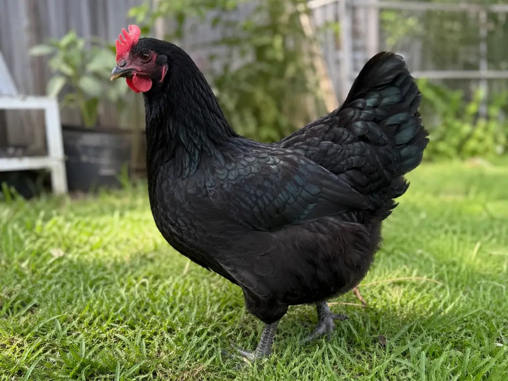 black-australorp-chicken-breed-for-eggs-and-beginners-1024x768 Best Chicken Breeds for Beginners: 25 Breeds Compared