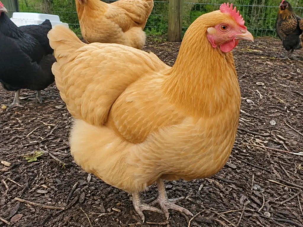 buff-orpington-chicken-breed-for-beginners-1024x768 Best Chicken Breeds for Beginners: 25 Breeds Compared