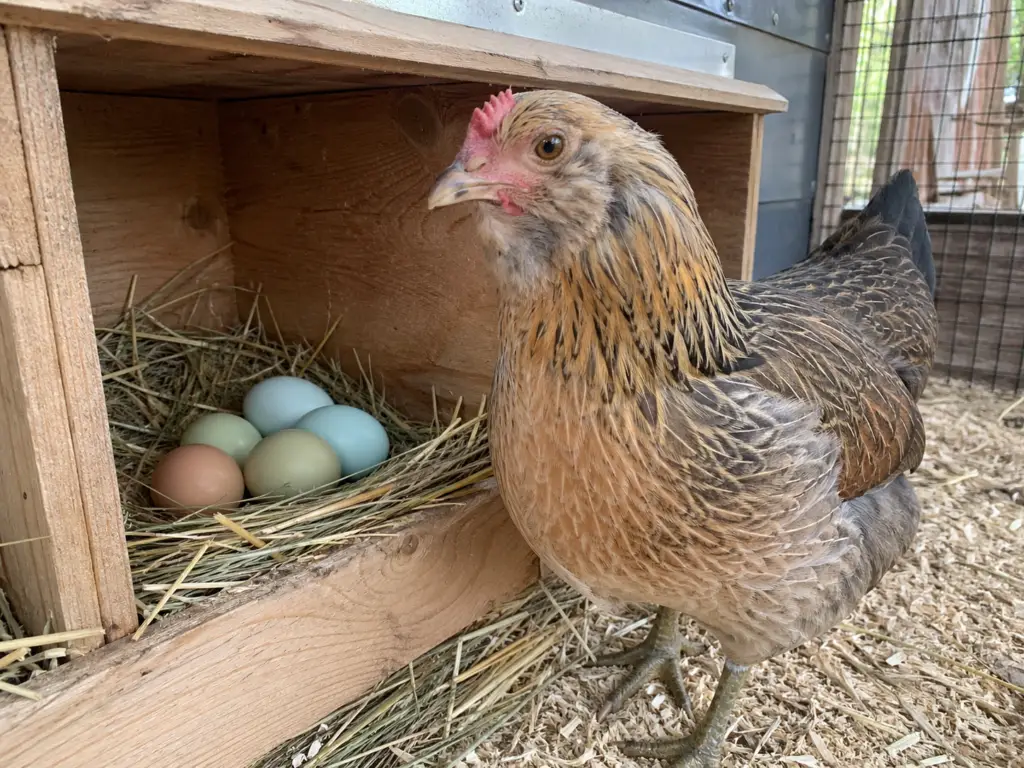 easter-egger-chicken-for-colorful-eggs-1024x768 Best Chicken Breeds for Beginners: 25 Breeds Compared