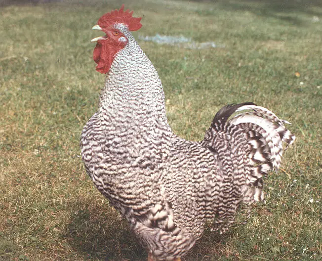 image-1 Pros & Cons Keeping Barred plymouth rock