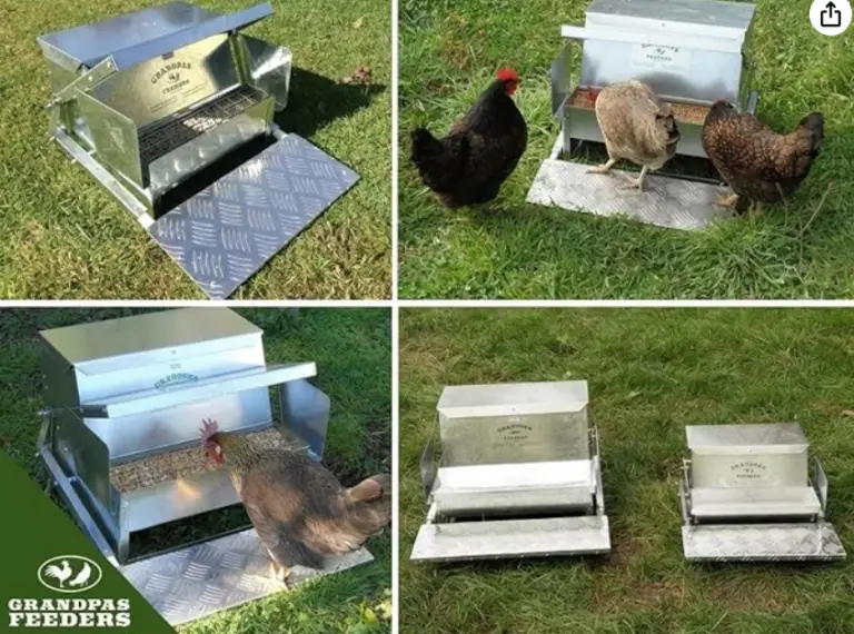 12 Backyard Chicken Essentials That Actually Earn Their Keep in 2026