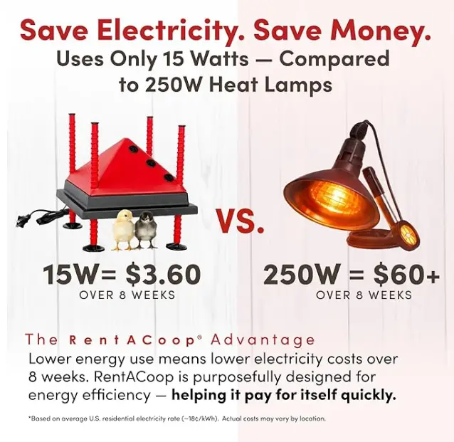 image-12 12 Backyard Chicken Essentials That Actually Earn Their Keep in 2026