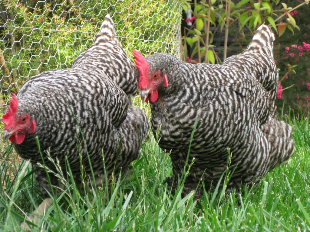 image-2-1024x768 Pros & Cons Keeping Barred plymouth rock