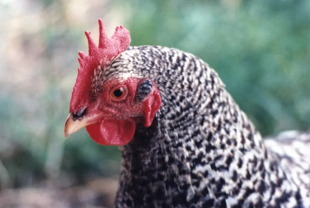 image-5-1024x687 Pros & Cons Keeping Barred plymouth rock