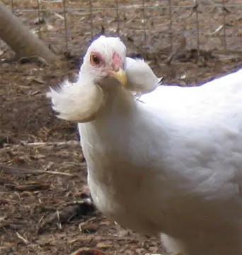 image-6 Easter Egger vs. Ameraucana vs. Araucana: Blue Egg Breeds Explained