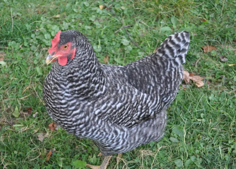Pros & Cons Keeping Barred plymouth rock