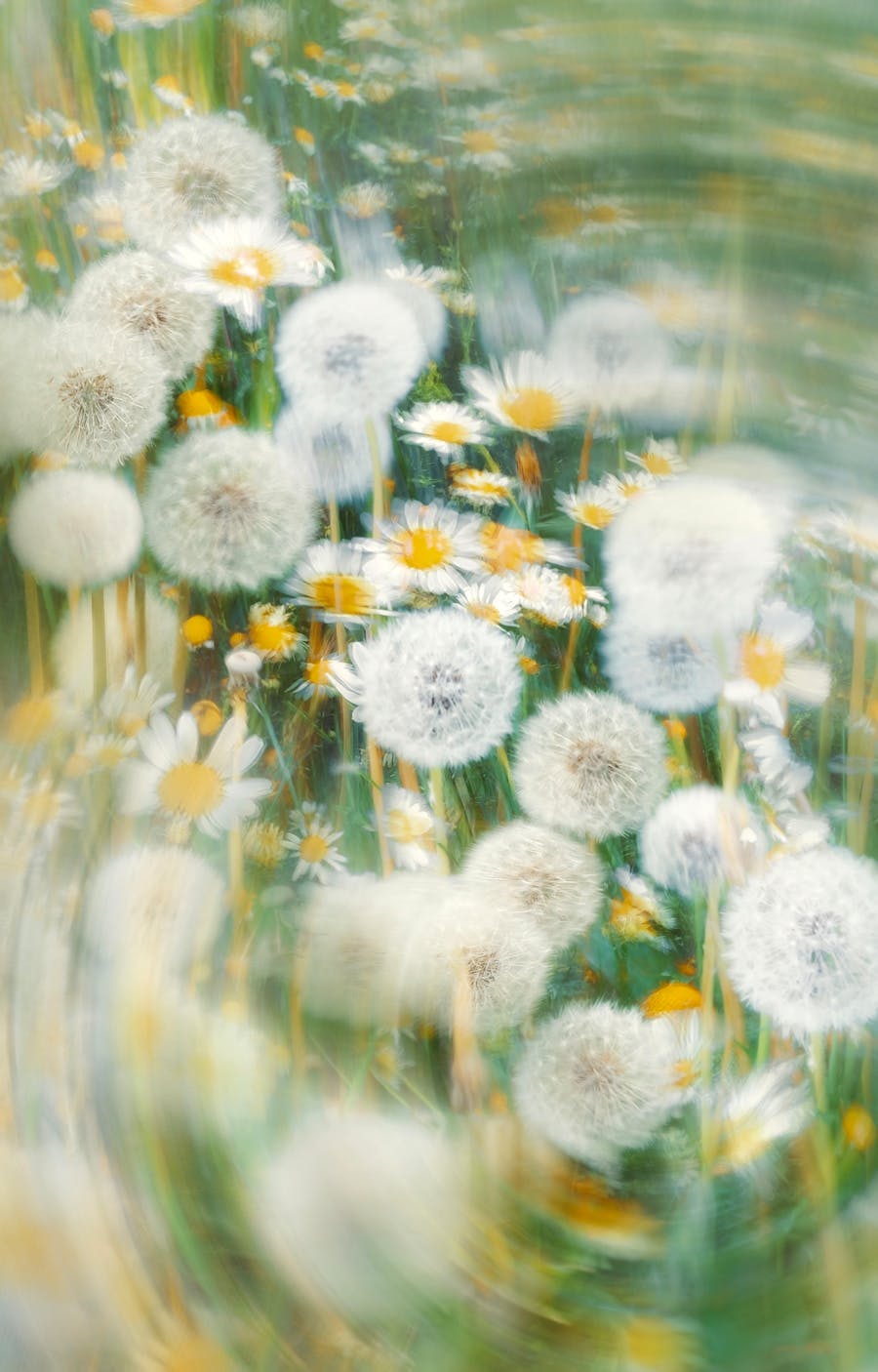 pexels-photo-30457320 10 Chicken-Safe Ground Covers to Plant Around the Coop This Summer