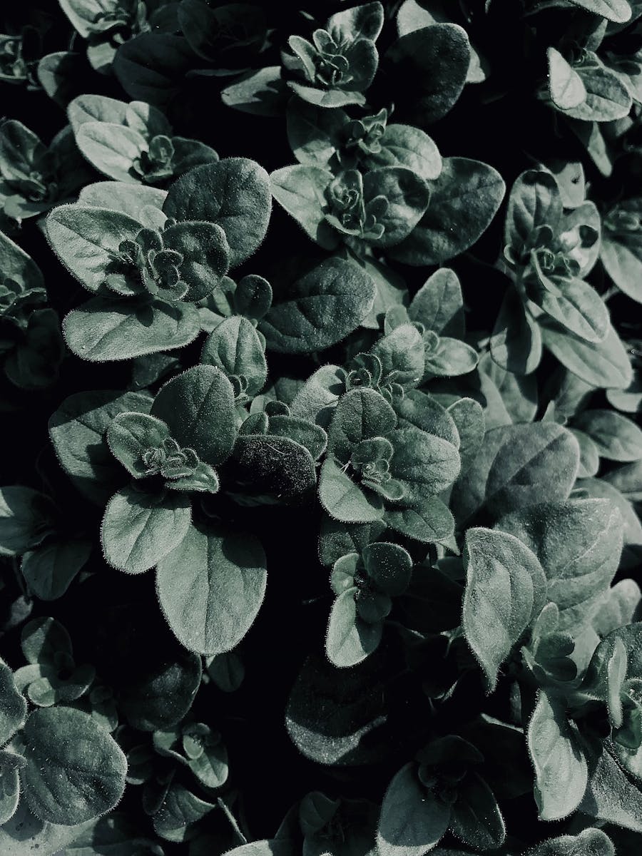 pexels-photo-30646021 10 Chicken-Safe Ground Covers to Plant Around the Coop This Summer