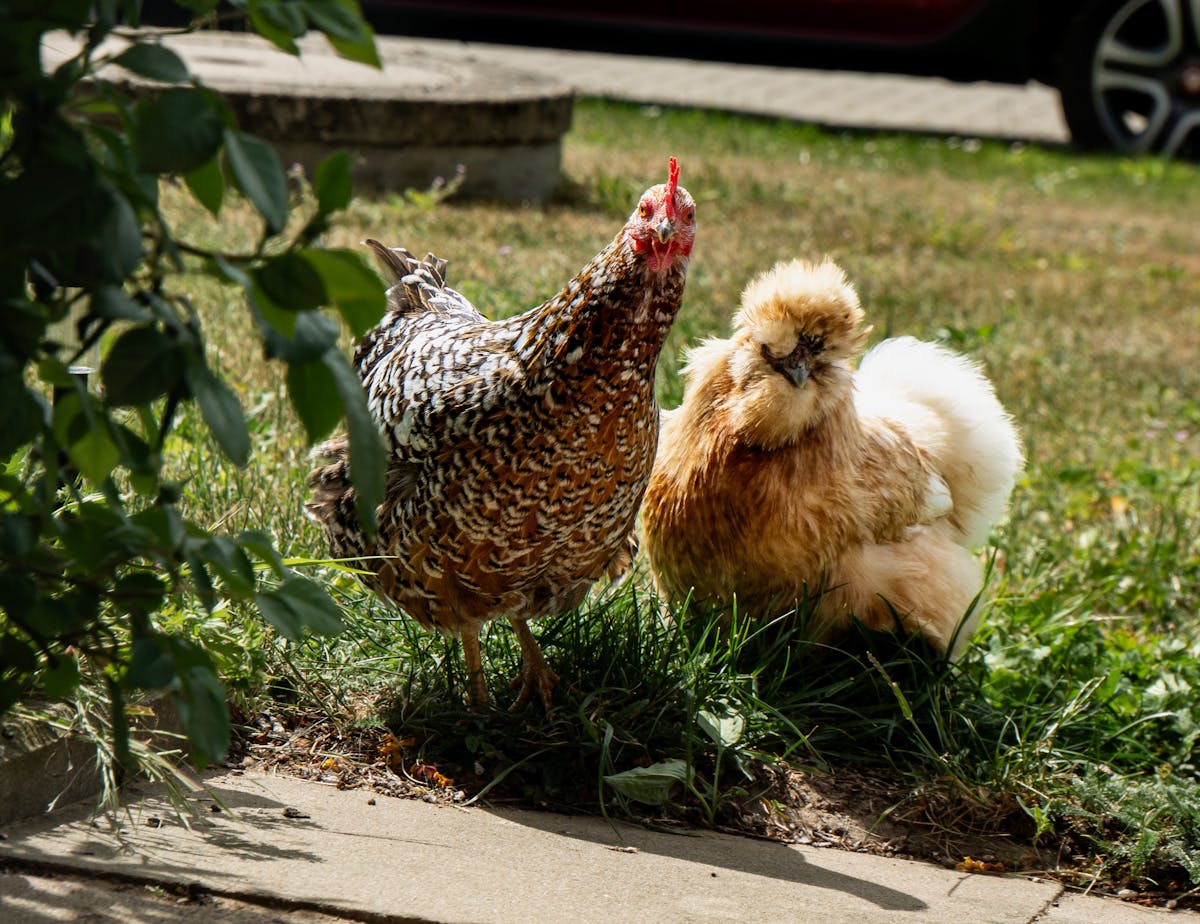 pexels-photo-34200784 10 Chicken-Safe Ground Covers to Plant Around the Coop This Summer