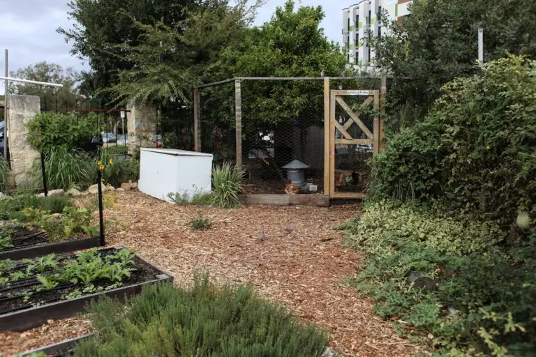 10 Chicken-Safe Ground Covers to Plant Around the Coop This Summer