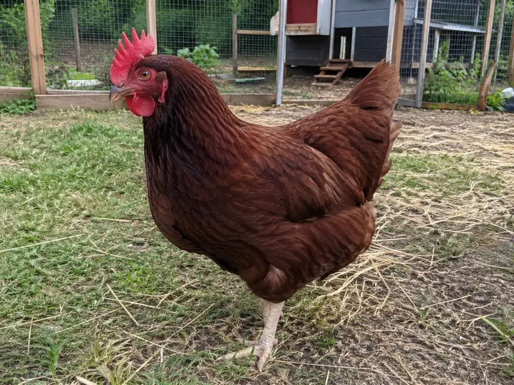 rhode-island-red-chicken-breed-for-brown-eggs-1024x768 Best Chicken Breeds for Beginners: 25 Breeds Compared
