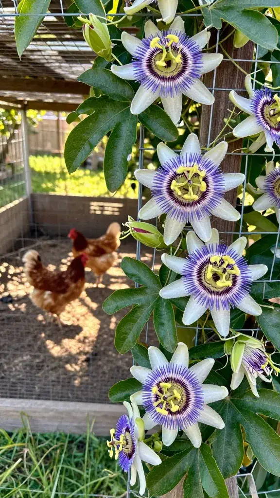 temp_1775644922842 7 Fast-Growing Vines for Chicken Run Shade That Look Good Too