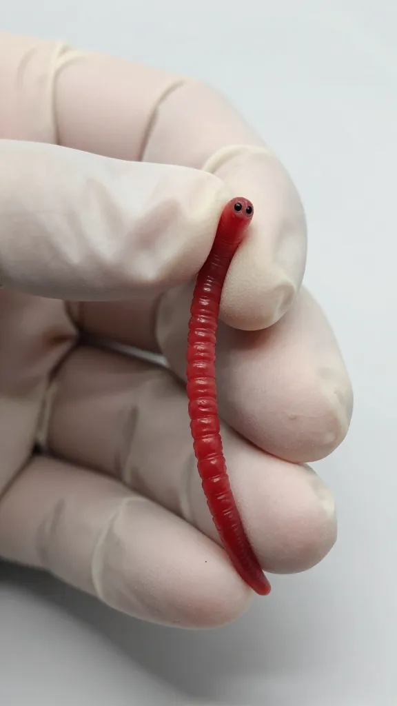 temp_1776376803969 Gapeworm in Chickens: Why Your Hen Is Gasping and What to Do Fast