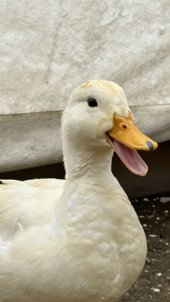 temp_1776892748479 The Secret to How to Keep Ducks Cool in Summer Without Fancy Equipment