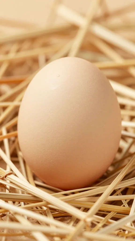 temp_1776892894348 Stop the Egg Drought Why Are My Ducks Not Laying Eggs? Common Reasons and Fixes